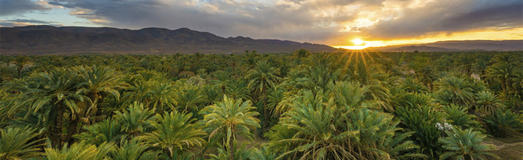 Барханы Марокко