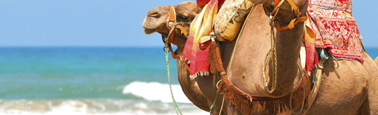 Гранд Марокко